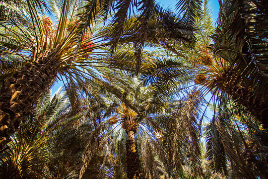 Dates trees in a garden in Medina, Saudi Arabia.
