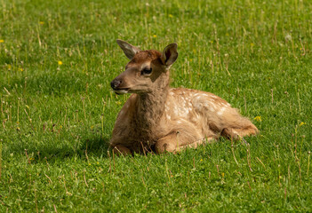 Springtime Elk with young calves
