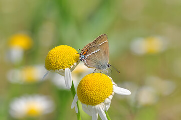 Closeup beautiful butterfly sitting on the flower in a summer garden

