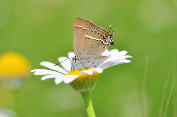 Closeup beautiful butterfly sitting on the flower in a summer garden

