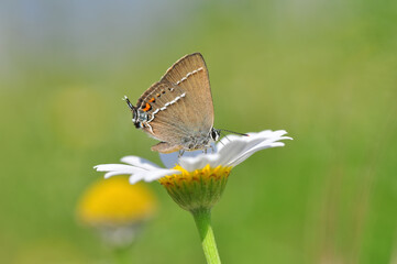 Closeup beautiful butterfly sitting on the flower in a summer garden

