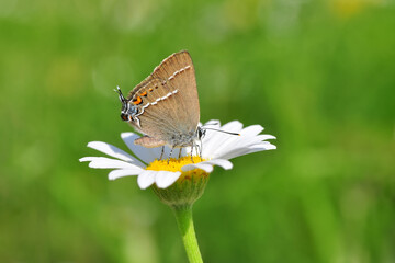 Closeup beautiful butterfly sitting on the flower in a summer garden

