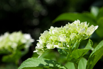 白色の紫陽花