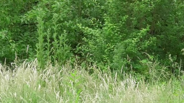 Wiese im Juni mit hohem Gras, B&uuml;schen und B&auml;umen m Hintergrund, leichter Wind, und sanfter Sonnenschein, Deutschland, Stadt Essen,, freundlich, romantisch, beruhigend 