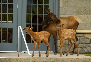 Springtime Elk with young calves
