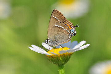 Closeup beautiful butterfly sitting on the flower in a summer garden

