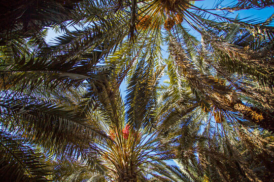 Dates trees in a garden in Medina, Saudi Arabia.