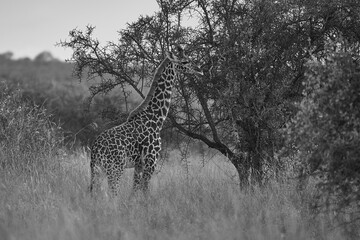 Giraffe Africa Giraffa Safari Big Five Africa