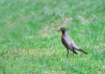 close up on American robin on the lawn