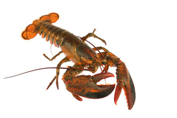 live lobster isolated on white background