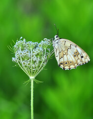 Closeup beautiful butterfly sitting on the flower in a summer garden

