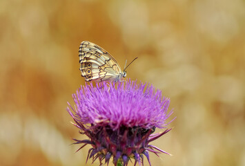 Closeup beautiful butterfly sitting on the flower in a summer garden

