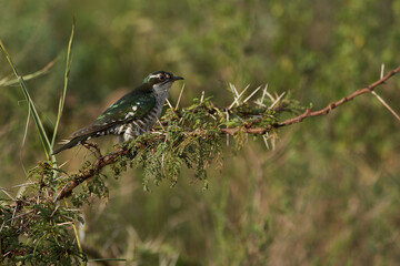 A small bird perched on a tree branch