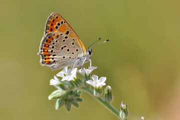 Closeup beautiful butterfly sitting on the flower in a summer garden

