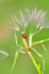 Beautiful ladybug on leaf defocused background