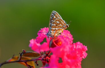 Closeup beautiful butterfly sitting on the flower in a summer garden

