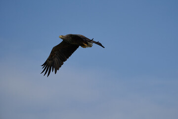 White tailed Eagle Catching eel Raptor Lake Hunting Flying
