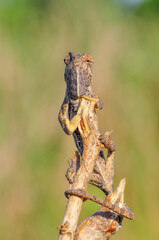 Macro shots, Beautiful nature scene green chameleon 