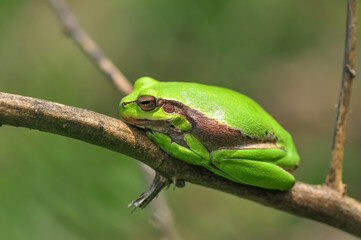 Beautiful Europaean Tree frog Hyla arborea 