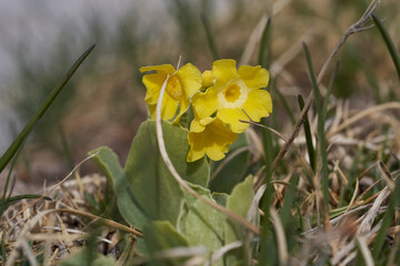 Primula auricula mountain cowslip bears ear Primulaceae Macro