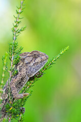 Macro shots, Beautiful nature scene green chameleon 