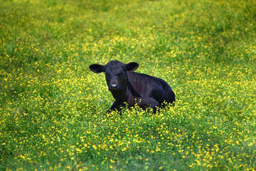 Calf Surrounded by Grass and Flowers