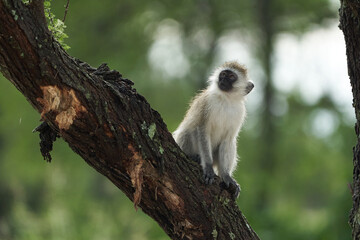 Vervet monkey Chlorocebus pygerythrus Old World monkey of the family Cercopithecidae Africa Portrait