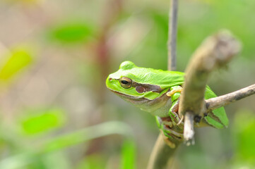 Beautiful Europaean Tree frog Hyla arborea 