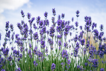 lavender flowers in the wind
