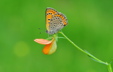 Closeup beautiful butterfly sitting on the flower in a summer garden

