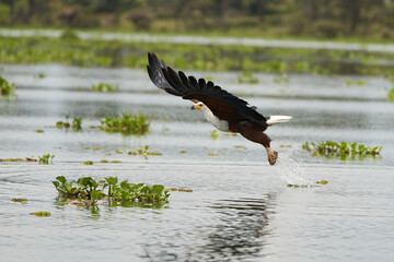 African Fish Sea Eagle Catching Fish Lake Hunting Haliaeetus vocifer