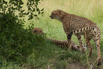 Cheetah Brothers Africa Safari Masai Mara Portrait