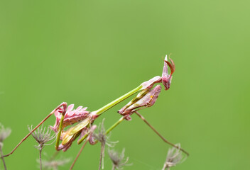 Close up of pair of Beautiful European mantis ( Mantis religiosa )