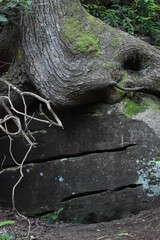 tree roots in the forest