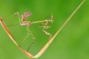 Close up of pair of Beautiful European mantis ( Mantis religiosa )