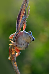 Beautiful Europaean Tree frog Hyla arborea 