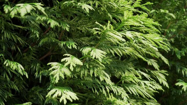 Thuja branch close-up moves in the wind in the garden. Green hedge