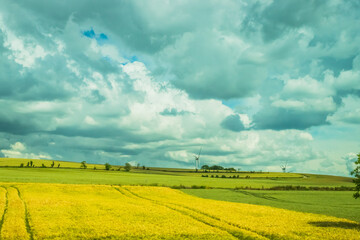 Obraz premium rape field and blue sky