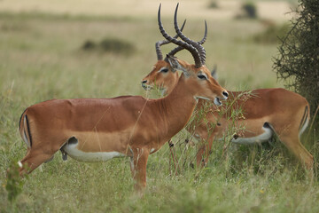 Impala Group Impalas Antelope Portrait Africa Safari
