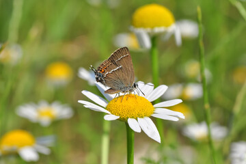 Closeup beautiful butterfly sitting on the flower in a summer garden

