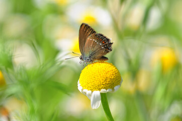 Closeup beautiful butterfly sitting on the flower in a summer garden

