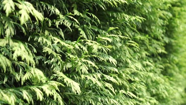Thuja foliage close-up moves in the wind in the garden. Hedgerow close-up. Slow motion. Selective focus