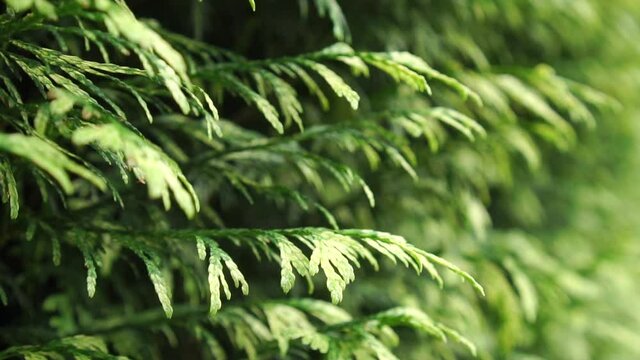 Thuja foliage close-up moves in the wind in the garden. Hedgerow close-up. Slow motion. Selective focus