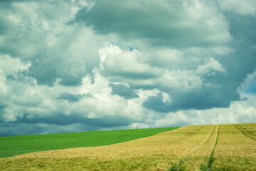 green field and cloudy sky