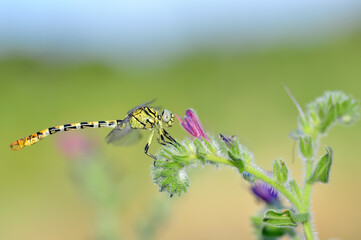 Macro shots, Beautiful nature scene dragonfly.   