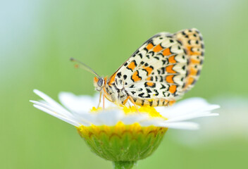 Closeup beautiful butterfly sitting on the flower in a summer garden

