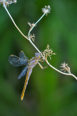 Macro shots, Beautiful nature scene dragonfly.   