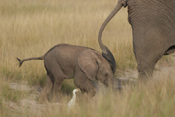 Elephant Baby Amboseli - Big Five Safari -Baby African bush elephant Loxodonta africana