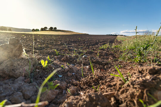 Campo de trigo labrado bajo el sol