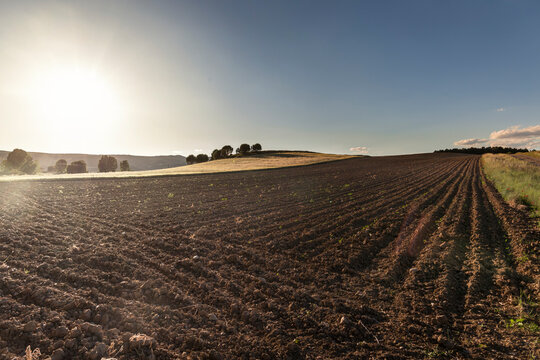 Campo de trigo labrado en puesta de sol